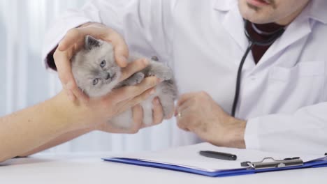 Veterinarian-examines-kitten-and-listens-with-stethoscope.